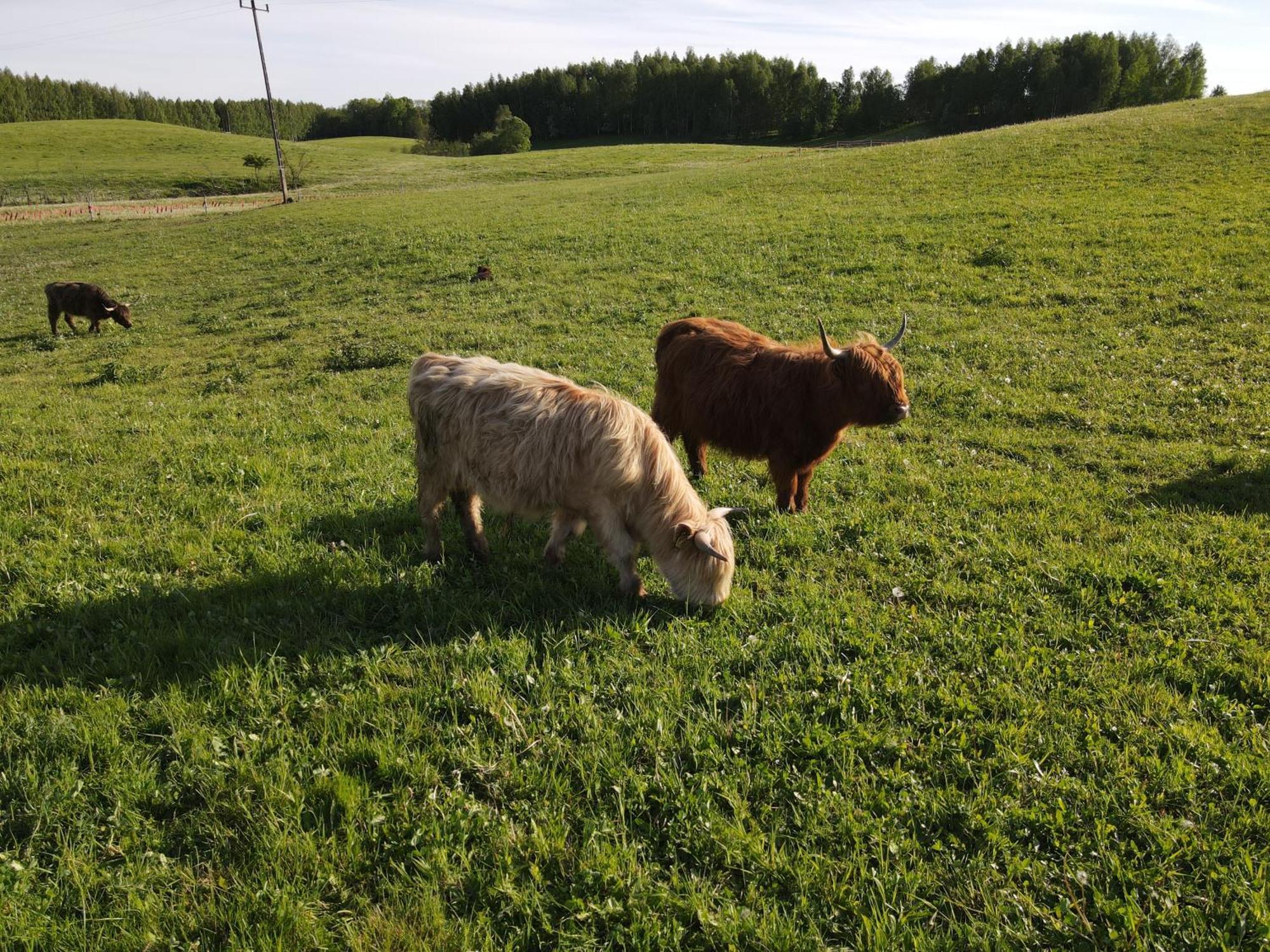 Highland Warmia - Gospodarstwo agroturystyczne Jeziorany Zewnętrze zdjęcie